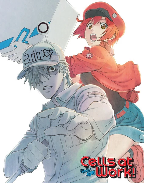 ANIPLEX OF AMERICA Cells At Work! Blu-ray 3 ANIPLEX OF AMERICA Cells At Work! Blu-ray
